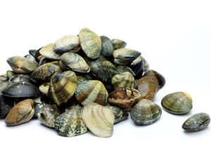 Large farmed clam