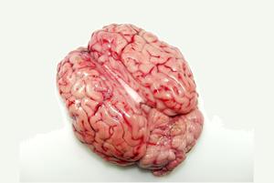 Calf brains
