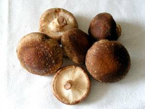 Shitake mushrooms