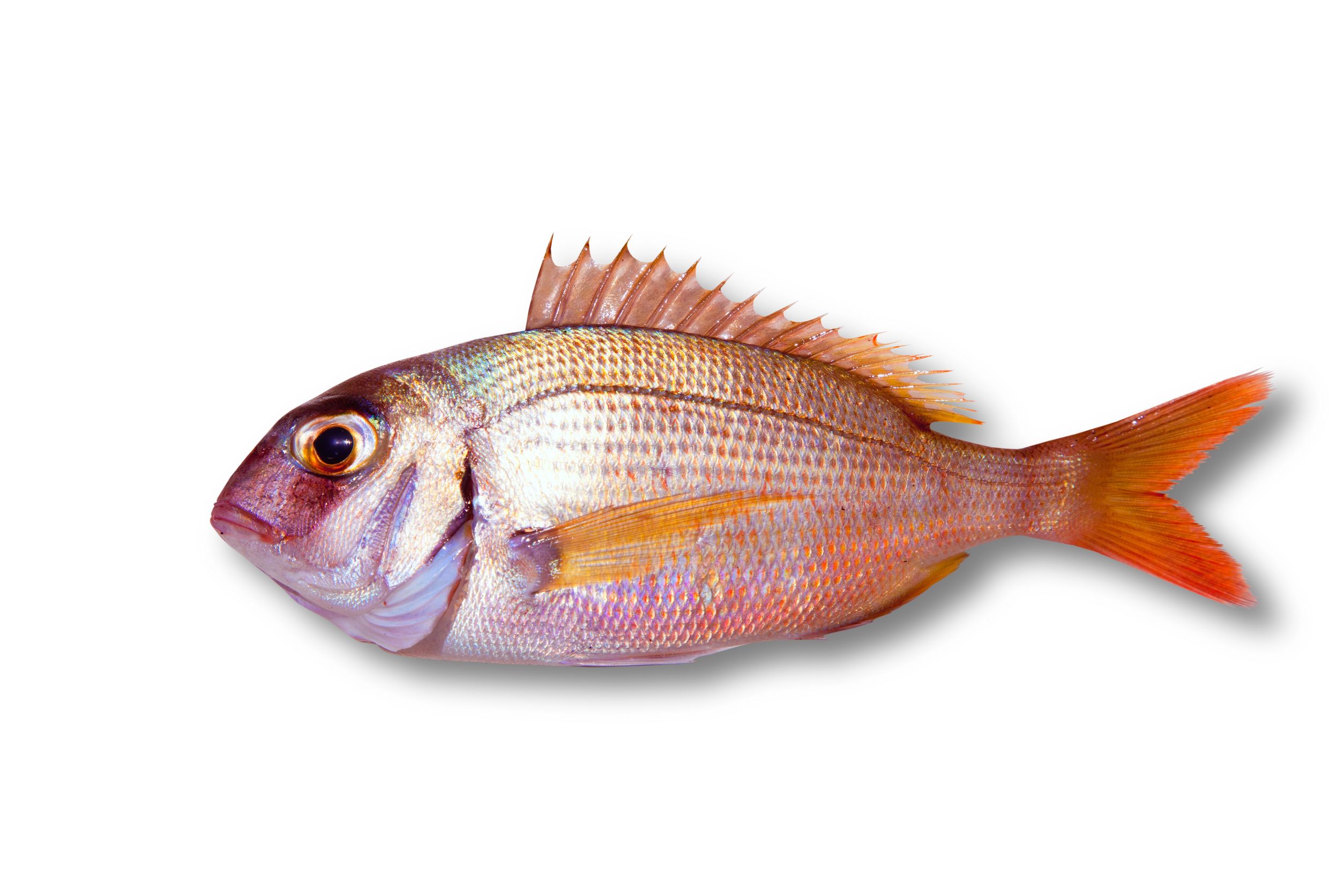 Buy Fresh Tai Snapper Whole Online - Exquisite Pink Sea Bream
