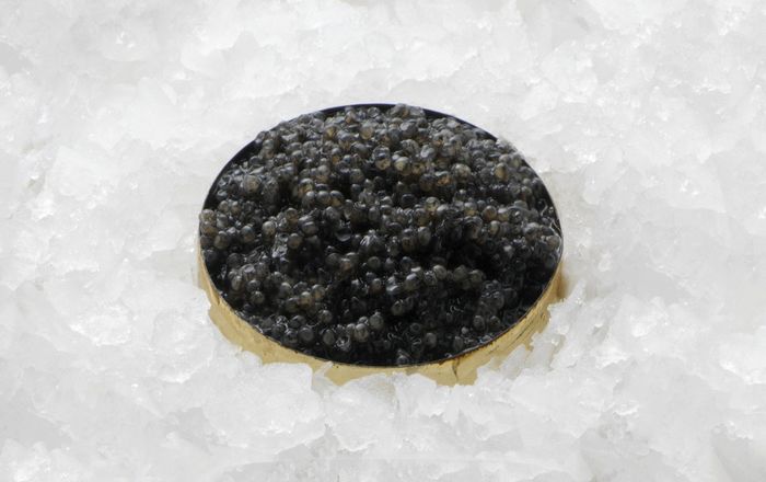 W700 caviar