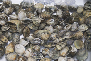 Striped Venus shell clams