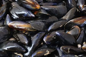 Mussel