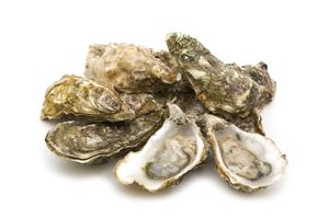 Oysters