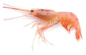 Sand baby shrimp 