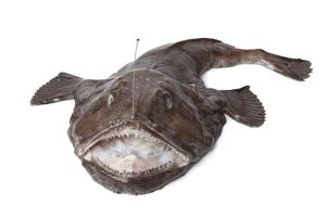 Monkfish