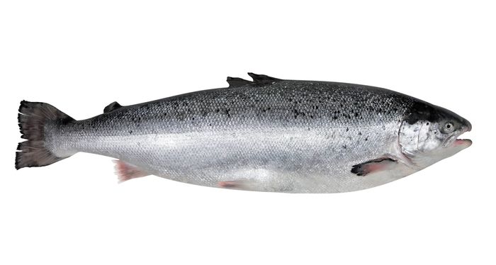 W700 salmon