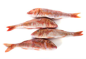 Red mullet