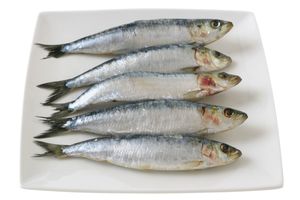 Sardines