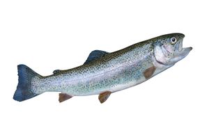 Trout