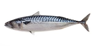 Mackerel