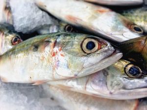 Horse mackerel