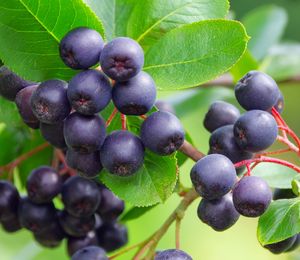 Aronia