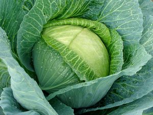 Cabbage