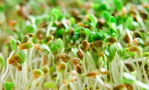 Alfalfa sprouts