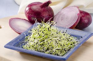 Onion sprouts