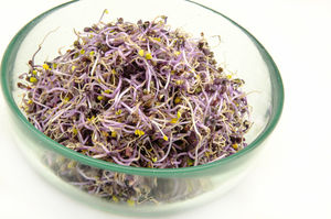 Red cabbage sprouts