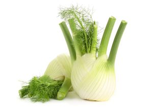 Fennel bulb