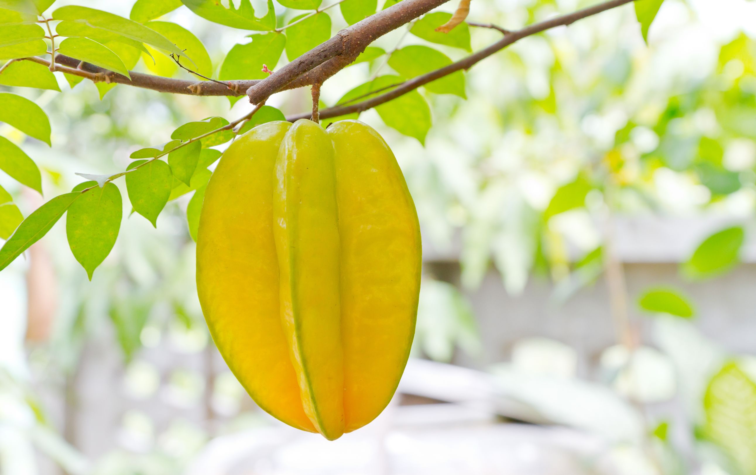 Carambola Gastronomia Vasca Escuela De Hosteleria Leioa Carambola Gastronomia Vasca Escuela De Hosteleria Leioa