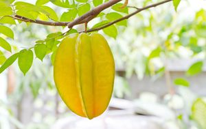 Carambola