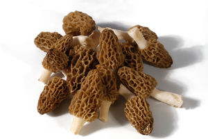 Morchella mushrooms