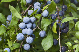 Sloes