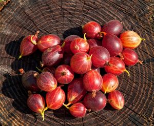 Fresh currants