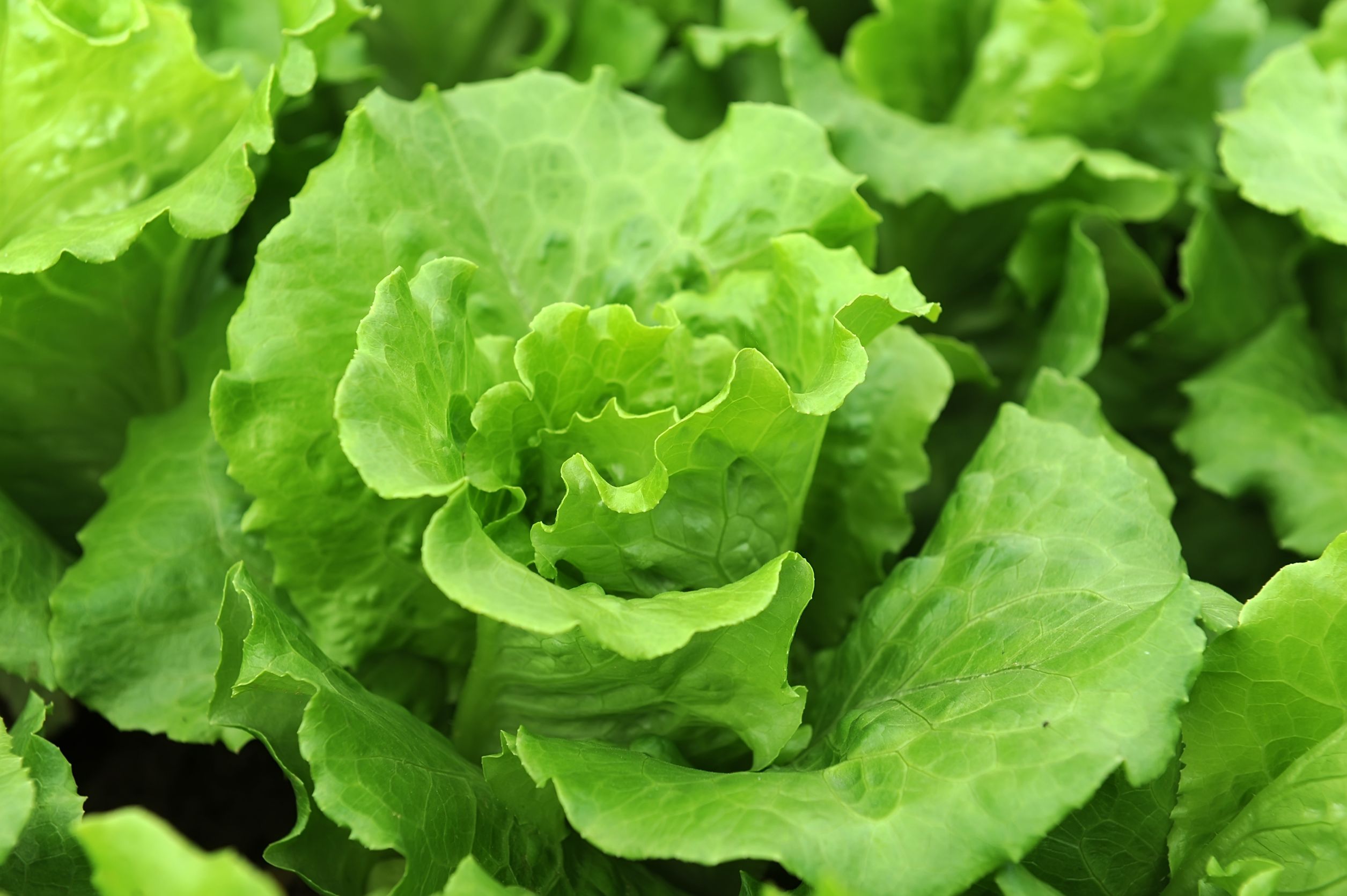 Lechuga - Gastronomía Vasca: Escuela de Hostelería Leioa