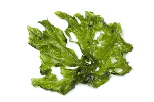 Sea lettuce