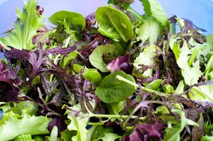 Mesclun lettuce mix