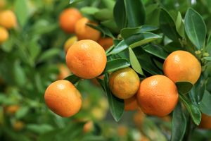 Mandarin oranges