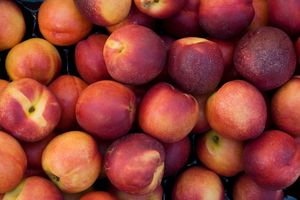 Nectarines