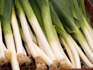 Leek