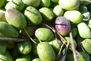 Picual oliba-olioa