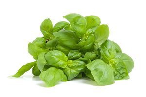 Basil