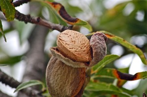 Almond sprinkles