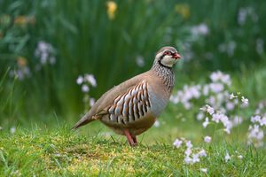 Frozen partridge