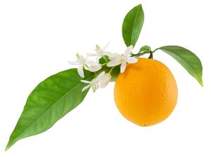 Orange blossom water