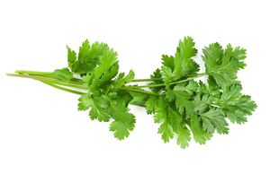 Cilantro fresco