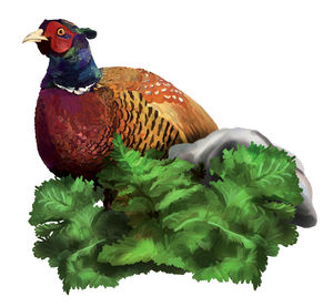 Pheasant