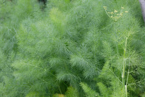 Fennel