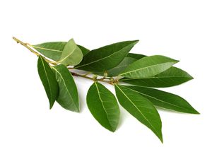 Bay leaf