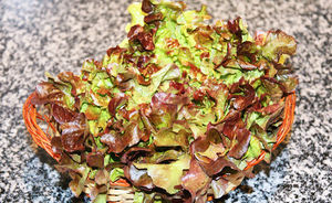 Lechuga hoja de roble