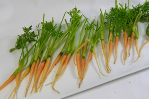 Zanahoria mini