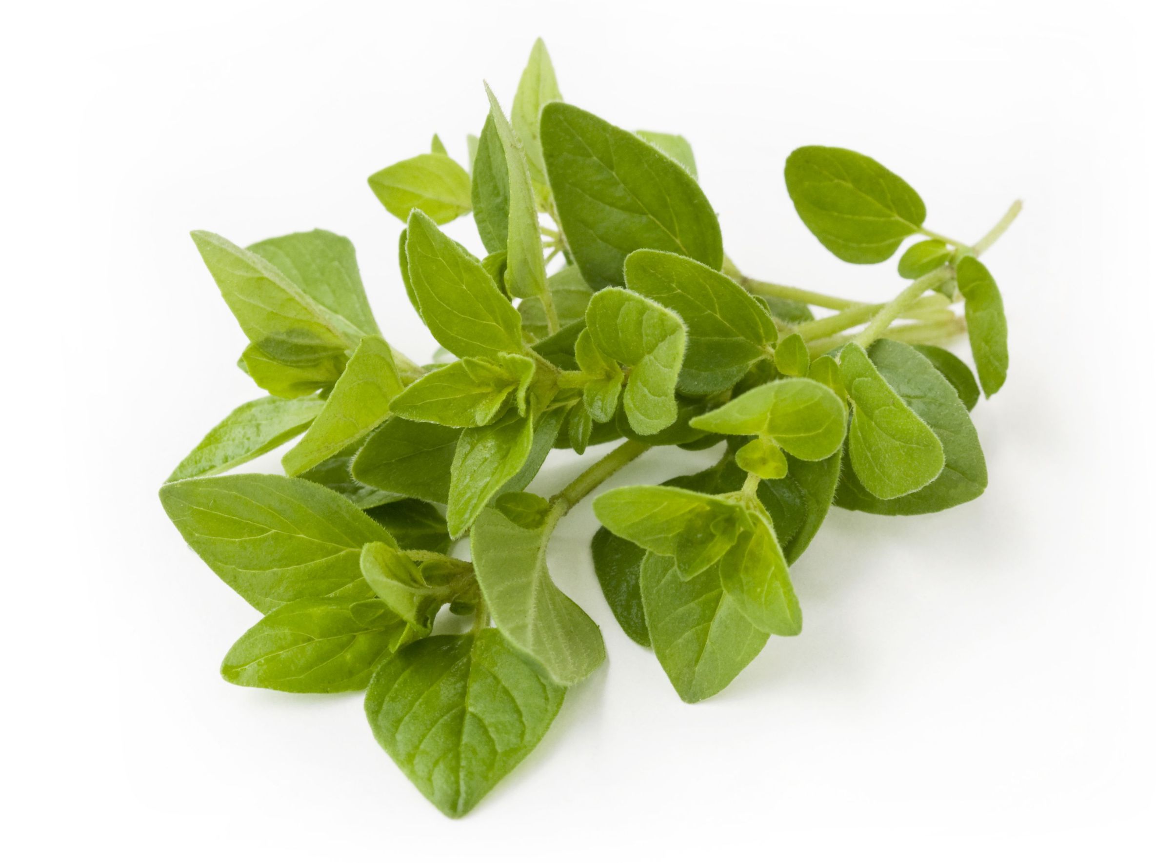 https://www.gastronomiavasca.net/uploads/image/file/4322/oregano.jpg?utm_source=chatgpt.com
