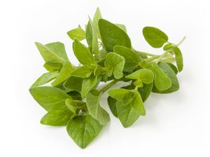 Fresh oregano