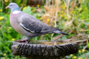 Wood pigeon