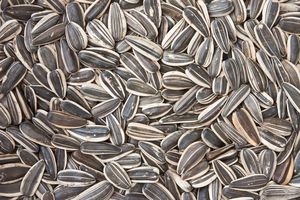 Sunflower seeds