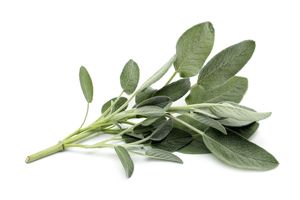 Salvia 