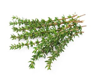 Thyme